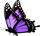 buterfly