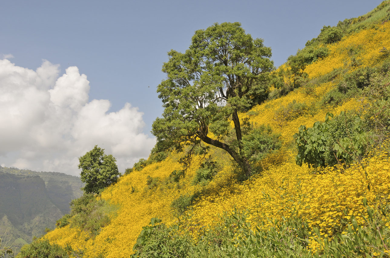 11-Meskel-daisies